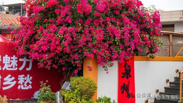 自驾环游中国行（十六）福建蟳埔、晋江梧林传统村落、开元寺