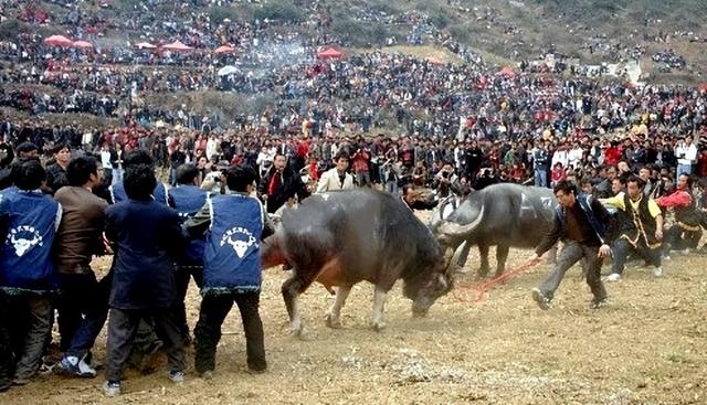 都匀苗寨看斗牛