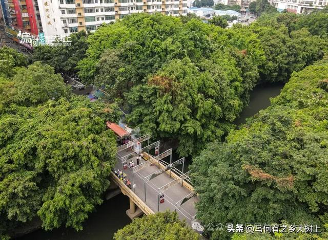 它是南宁第一座铁桥，仅花费8000元建成，如今已成危桥被废弃