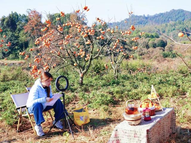 柴桑区新塘乡胡桥村：千亩柿红引客来