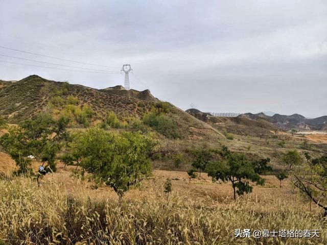 安宁北山游记•一种野蘑菇