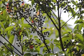 还记得“杜榅”吗？这野果竟让闽南人魂牵梦绕！寻消失的美味记忆图片