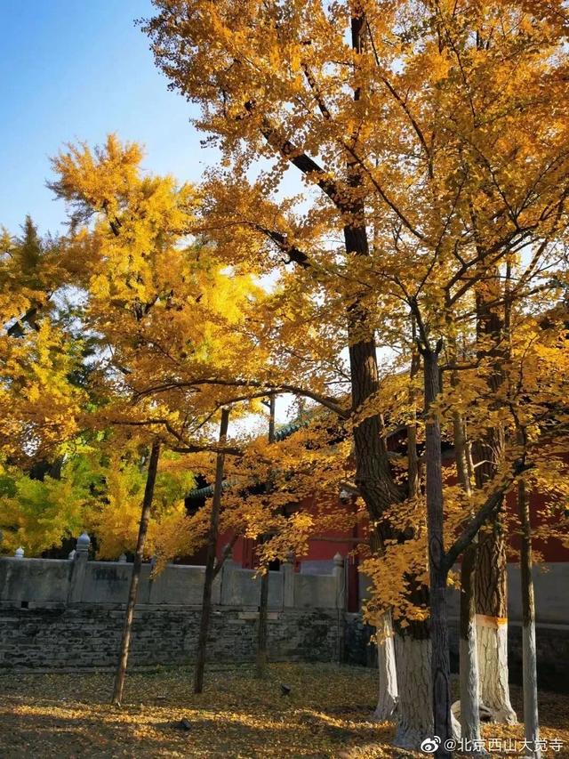 博物馆秋之旅丨博物馆限定！这些古建里的绝美秋色不可错过——