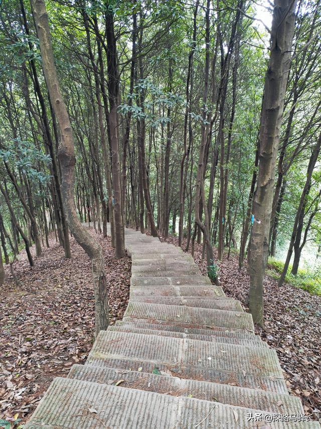 重庆主城藏了条“摆烂”步道：公交直达，轻松原始，就是有点费嘴