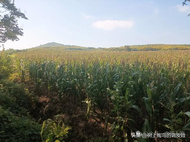 网络文章应标明虚实，净化环境需多方合力