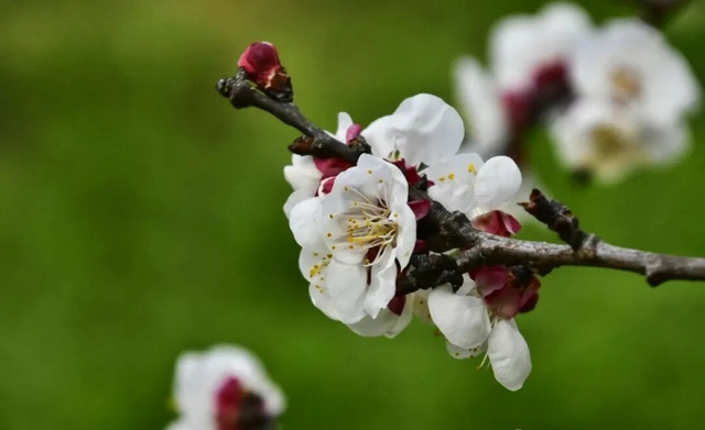 春日限定！阜阳这里的花开了，随手一拍都是壁纸