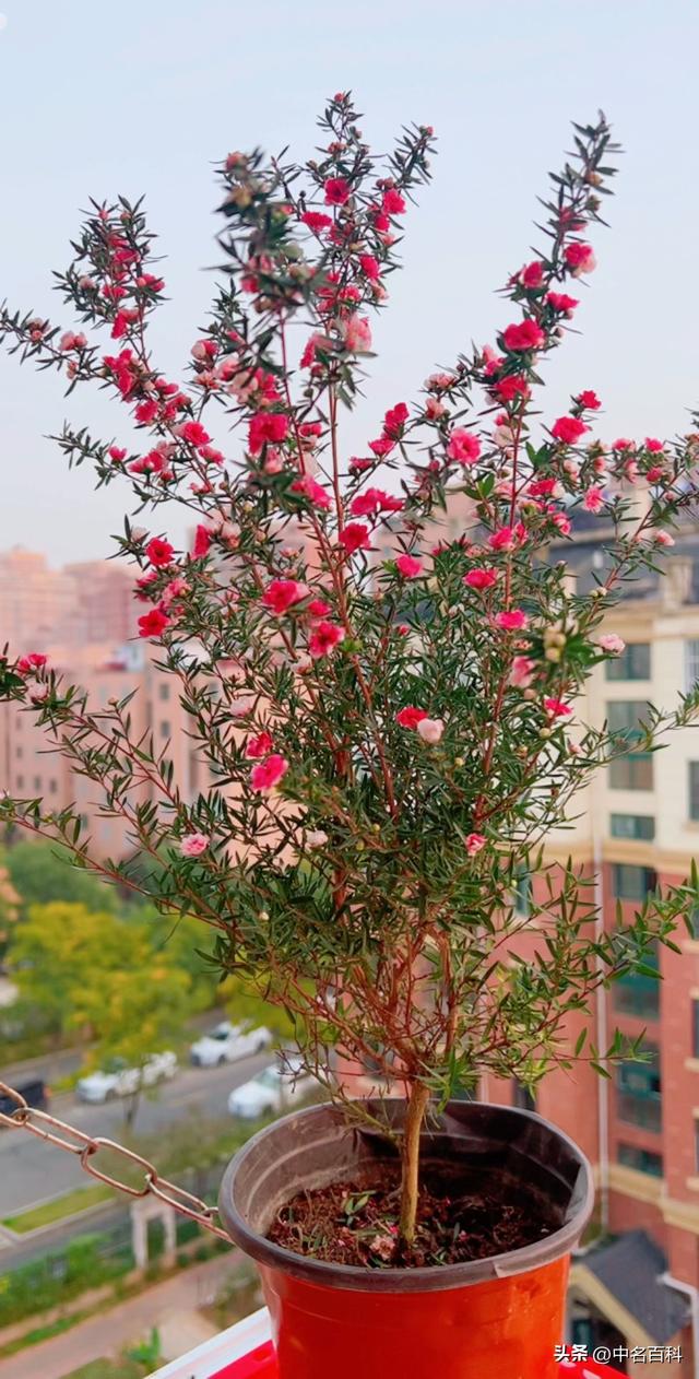 松红梅养护指南：让这“娇气小公主”在你家绽放欢笑！