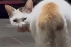 泪目！保安扔掉3只小猫崽，猫妈妈嘴里叼着火腿肠哭喊着找幼崽！图片