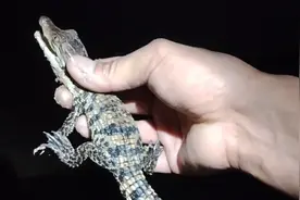 新乡凤泉湖小鳄鱼事件最新进展 水利局：将请警方介入图片