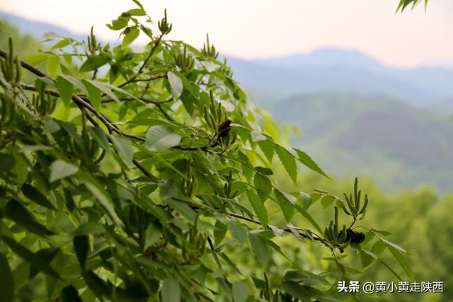 99%陕西人没听过的秦岭小山，海拔只有太白山1/4，却被写入史书！