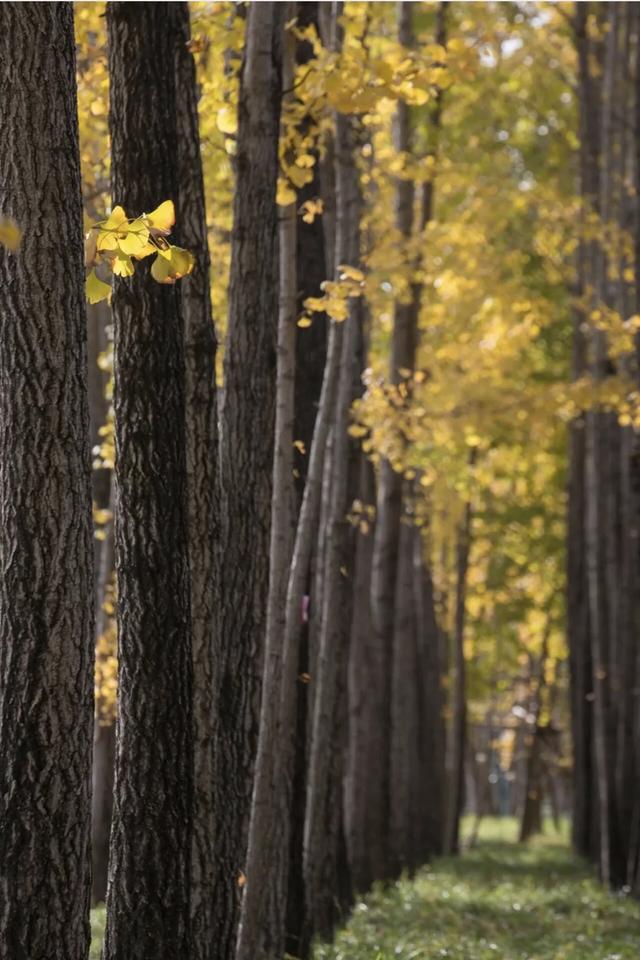 上海银杏浓度已达99%！这份含“金”量超高的浪漫别错过→