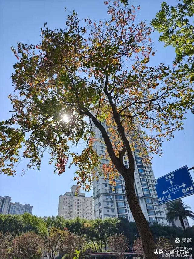 市府路的这几颗乌桕树,你见过吗?现在正是最美的时候!
