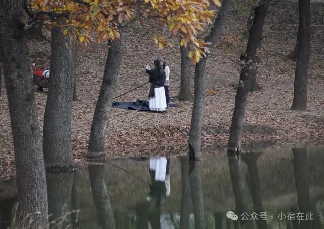安徽萧县龙泉寺橡树林，太美了！