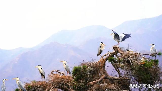 海鸥、华北豹、苍鹭......阜平这是什么神仙生态圈！
