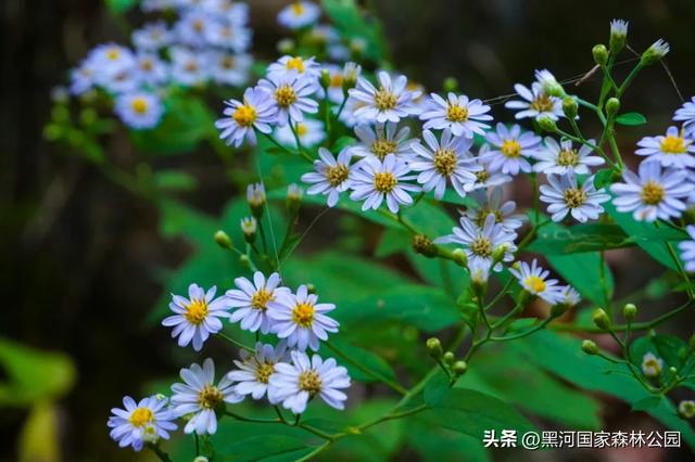 别卷了！躲进黑河的“绿野仙踪”，把秋天装进后备箱！