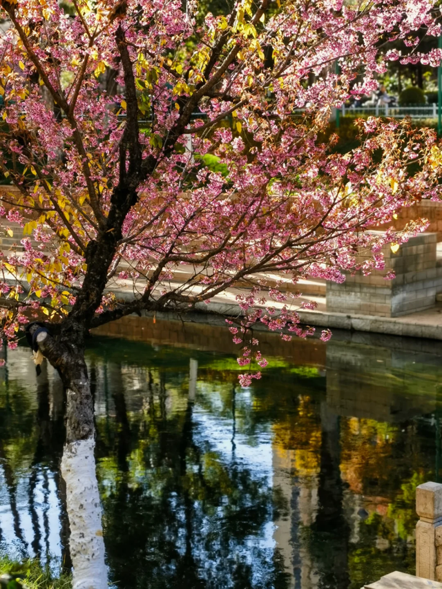 大寒至，春可期，昆明这些地方繁花似锦！