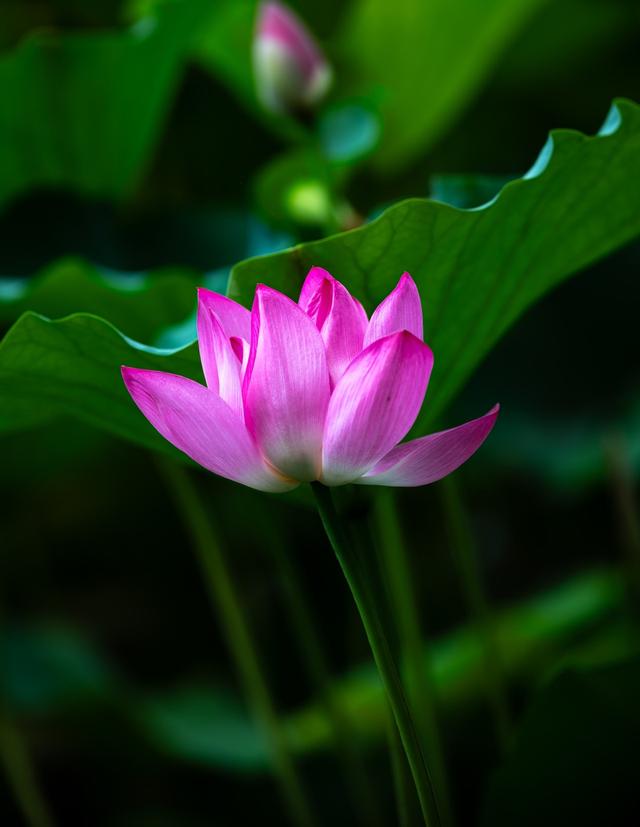 北海公园的荷花有很大的不同，美艳动人
