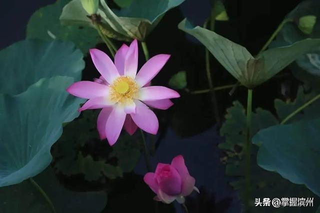 荫荷生凉！解锁滨州近郊一处新晋打卡地