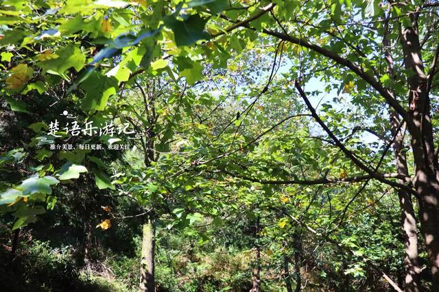 浙江宁波的桃源级森林公园，藏着一条黄金古道，景美但需做好攻略