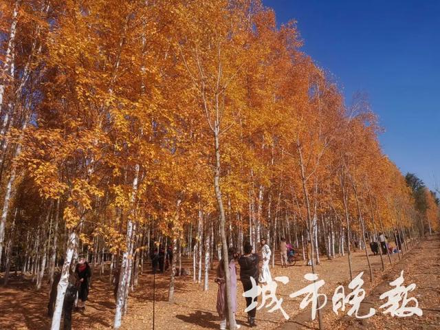 长春“醉”美赏秋攻略：循着落叶的轨迹，邂逅斑斓盛装