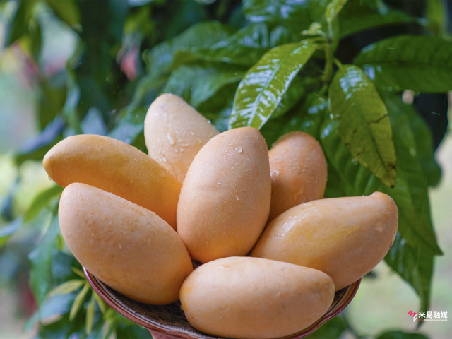 四川学生首个秋假来啦！和孩子一起解锁米易的N种玩法