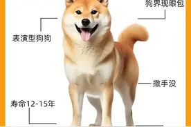 挑战每天认识一种狗—柴犬图片