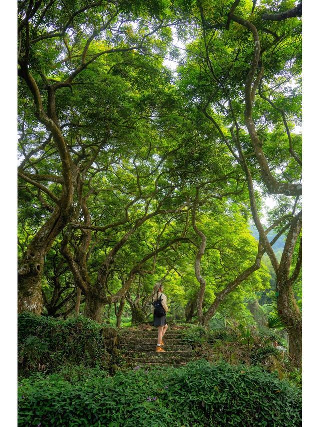 广州藏了片“塞尔达魔幻森林”千年古榄树+青苔秘境，市区1h直达