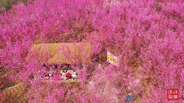 不负春光！来绵阳，赴一场浪漫花事