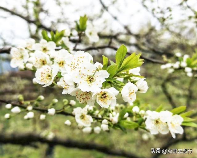 成都最意外的惊艳之美，3000多亩李子花超震撼，居然不要门票！