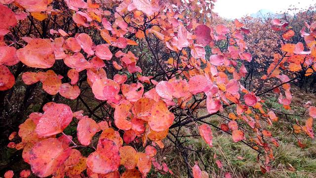 雾锁风挡山，红叶引客来