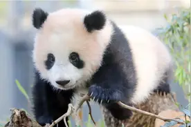 【时事评论】“熊猫外交”成为超越物种保护的文明对话密码图片