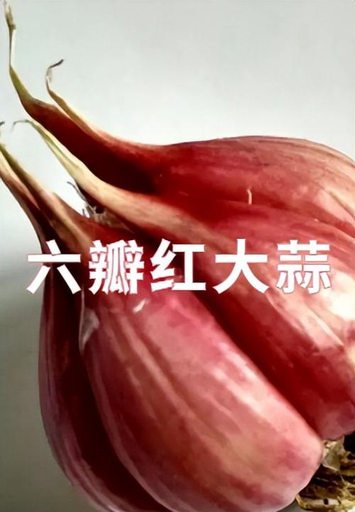 9月14日来宝坻，邂逅“津农精品”，品味地道农味！