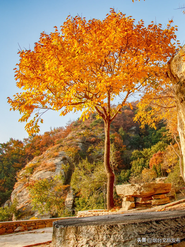 【乐游烟台】不开玩笑！烟台也有绝美油画彩林