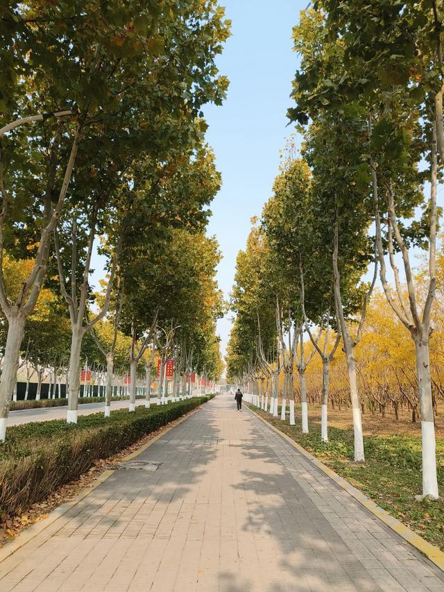 天津《天津大学北洋园校区》