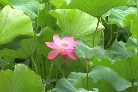 出行注意！本周末，昆明又将迎来降雨图片
