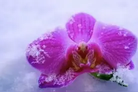 沁园春•雪图片