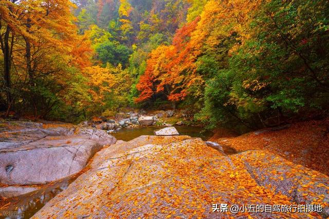 光雾山赏红叶实测攻略！中国红叶第一山，50 天赏期 + 3 大景区全吃透