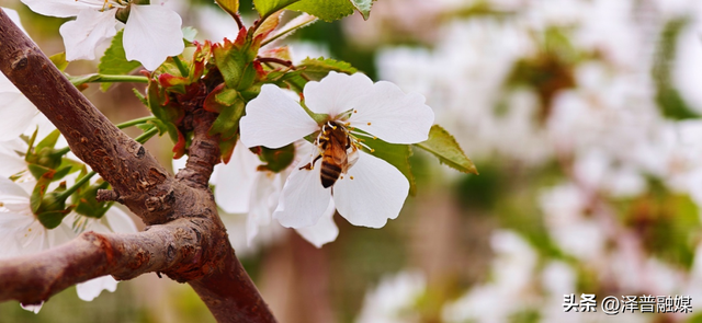 泽普县：樱桃花开醉春风，春日盛景引客来