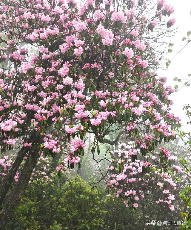 四川又一高山杜鹃惊艳了，刚好进盛花期，云海中的花园，非常唯美