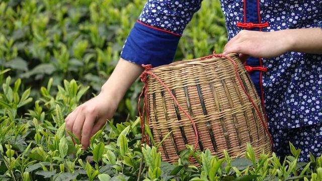 收藏！峨眉山「春日玩耍秘籍」，明天就出发