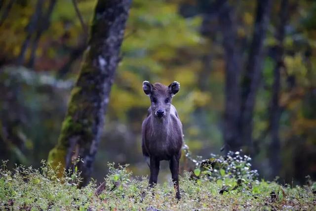 我竟然发现，唐家河红叶居然如此好看！