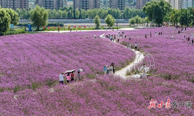 永靖县黄河花堤：繁花织就休闲打卡地