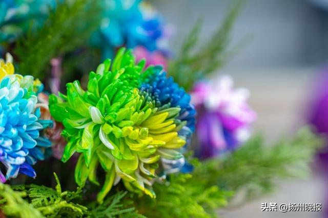 近万盆彩菊进入最佳观赏期！瘦西湖金秋菊花会来了