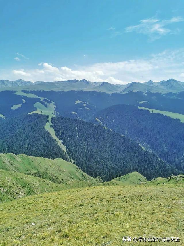 新疆喀拉峻草原，花斑森林镶嵌在高山草甸上