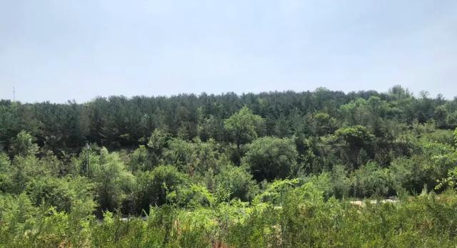 和林格尔之绿色交响曲：生态赋能绘新卷 奋楫扬帆启新程