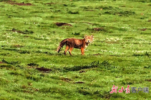 夏日阿万仓：水系成脉 生灵共栖