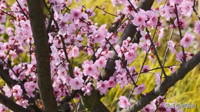 春到嘉州｜春意盎然美人梅 绿心公园“海棠盛景”邀您共赏