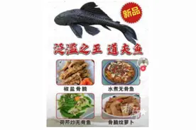 清道夫鱼最终也沦为了广东人的美食？ 佛山有家饭店推出清道夫鱼特色菜，最火爆的时候杀鱼都杀不过来图片