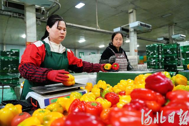 大数据里“读”河北丨河北稳居供京蔬菜第一大省地位