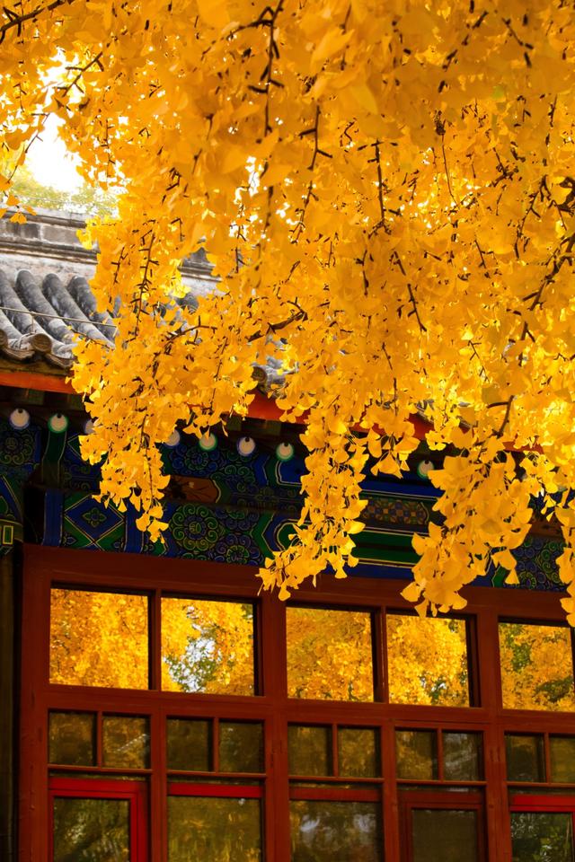 北京最爱的秋日清幽之地，曾经最高学府国子监，金黄的银杏美爆了